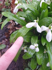 Galanthus woronowii