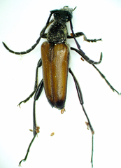 Lepturini