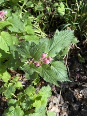 Lamium orvala