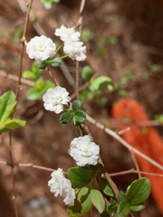 Spiraea prunifolia