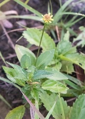Synedrella nodiflora