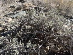 Artemisia spinescens