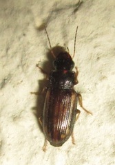 Platymetopus figuratus