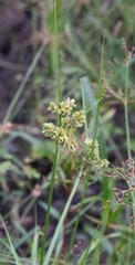 Cyperus alopecuroides
