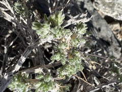 Artemisia spinescens