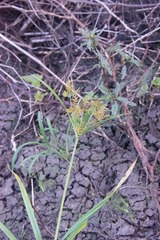 Cyperus odoratus