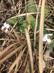 Viola primulifolia
