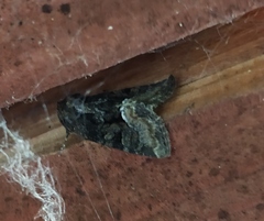 Oligia latruncula