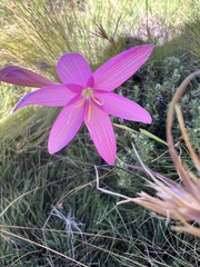 Hesperantha coccinea