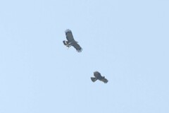 Polyboroides typus typus