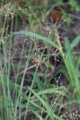 Fimbristylis dichotoma