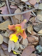 Gmelina arborea
