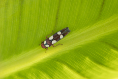 Tettisama quinquemaculata