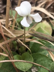 Viola primulifolia
