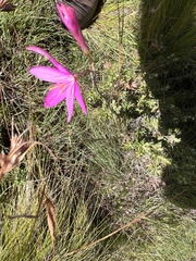 Hesperantha coccinea