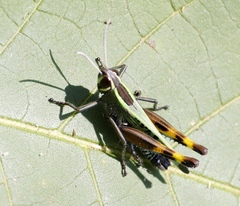 Heteracris