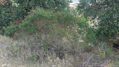 Cistus monspeliensis