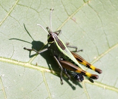 Heteracris
