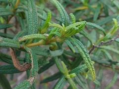 Cistus monspeliensis