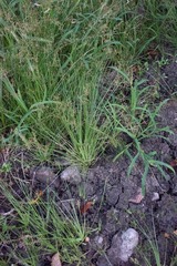 Fimbristylis dichotoma