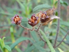 Cistus monspeliensis