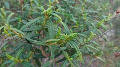 Cistus monspeliensis