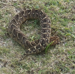 Bitis arietans arietans