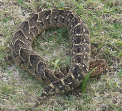 Bitis arietans arietans