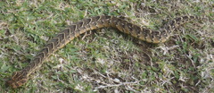 Bitis arietans arietans