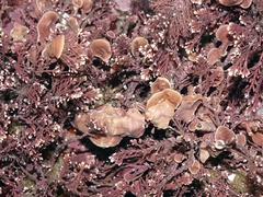 Mesophyllum lichenoides