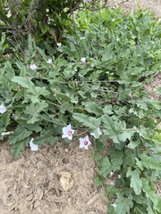 Convolvulus equitans