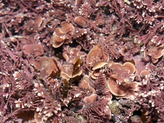 Mesophyllum lichenoides