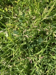 Trifolium repens