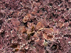 Mesophyllum lichenoides