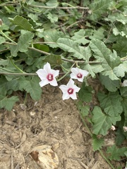 Convolvulus equitans