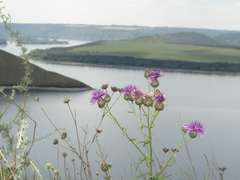 Centaurea scabiosa apiculata