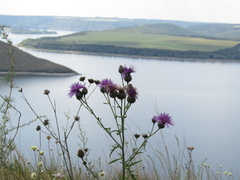 Centaurea scabiosa apiculata