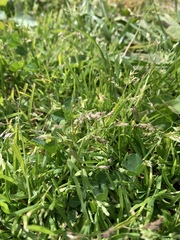 Trifolium repens