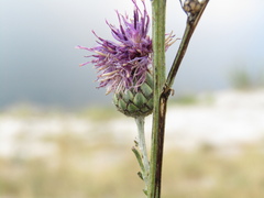 Centaurea scabiosa apiculata