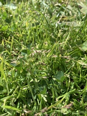 Trifolium repens
