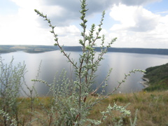 Artemisia marschalliana