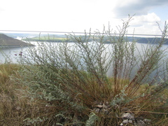 Artemisia marschalliana