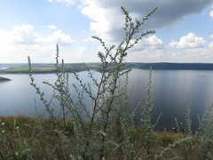 Artemisia marschalliana