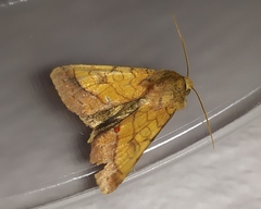 Pyrrhia umbra