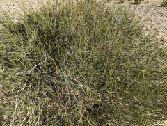 Bebbia juncea aspera