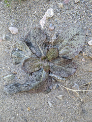 Atrichoseris platyphylla