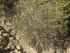 Bebbia juncea aspera