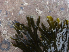 Fucus vesiculosus linearis