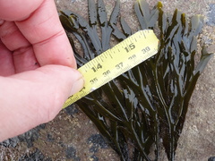 Fucus vesiculosus linearis