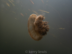 Cassiopea frondosa